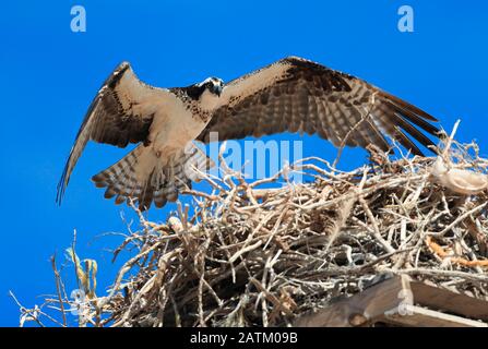 L'ostiproie Pandion haliaetus (Osprey). Ravisseur. Eagle Flying.L'oproie atterrit dans le nid. Pandion haliaetus (Osprey). Raptor. Vol à aigle. Eagle fl Banque D'Images