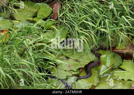 Florida Cottonmouth nageant à travers le marais (Agkistrodon piscivorus), Floride, États-Unis, par Dembinsky photo Assoc Banque D'Images