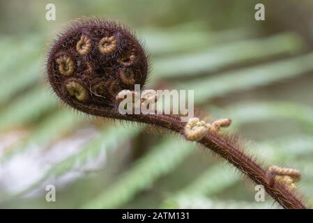 Nouvelle Zélande fougère arborescente Koru Banque D'Images