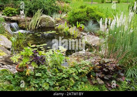 Nymphée - tapis de nénuphars, Acorus calamus 'Variegatus, Sagittaria latifolia 'puck patate' - Arrowhead dans un étang à bordure rocheuse avec chute d'eau. Banque D'Images