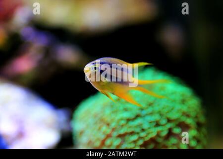 Le chromis noir et or - Neoglyphodon nigroris Banque D'Images