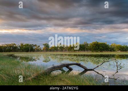 Arbre tombé dans la lagune de la zone humide au coucher du soleil avec le ciel dramatique. Banque D'Images