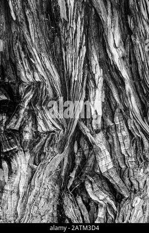 L'écorce d'un arbre Sequoiadendron giganteum i, rendu noir et blanc - texture ou arrière-plan Banque D'Images