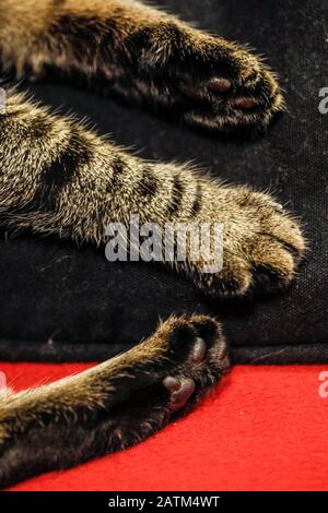 Faible profondeur de champ (mise au point sélective) et image macro avec les pattes d'un chat européen de shorthair femelle. Banque D'Images