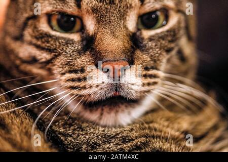 Faible profondeur de champ (mise au point sélective) et image macro avec le visage d'un chat européen à courte focale. Banque D'Images