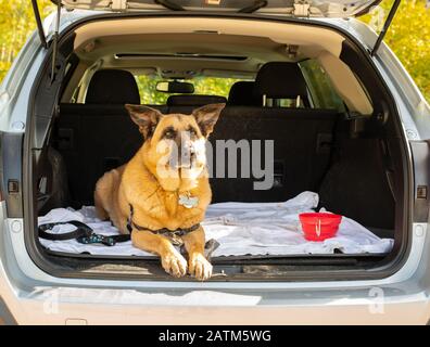 Chien de berger allemand, Canis lupus familiaris, allongé au dos d'un Outback Subaru. Banque D'Images