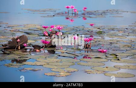 Lotus fleurs sur la surface de l'eau Dans un lac au Sri Lanka.Nymphée rose l'eau de lys /fleur de Lotus rose sur le lac de lotus - Belle nature de fleurs de retour Banque D'Images