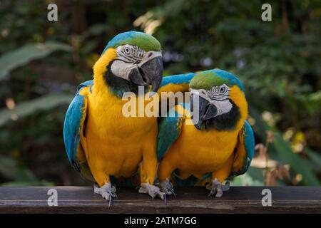 Ara bleu et jaune Banque D'Images