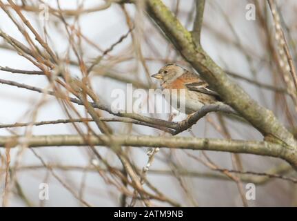 Un joli Brambling, Fringilla montifringilla, perching sur une branche d'un arbre de saule. Banque D'Images