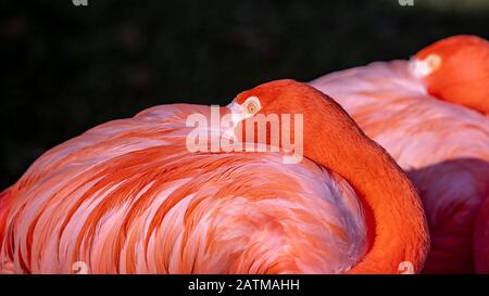 Gros portrait de flamants roses qui cachent son bec en plumes sur le dos Banque D'Images