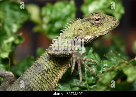 Gros plan photo de lézard de jardin oriental ou de lézard de jardin oriental Calotes versicolor montre une couleur de peau plus verte pendant la saison humide. Surakarta, Indonésie. Banque D'Images