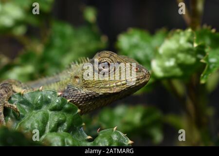 Gros plan photo de lézard de jardin oriental ou de lézard de jardin oriental Calotes versicolor montre une couleur de peau plus verte pendant la saison humide. Surakarta, Indonésie. Banque D'Images