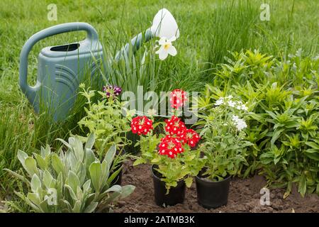 Fleurs de verveine rouge et blanche, arrosoir sur un lit de jardin. Banque D'Images