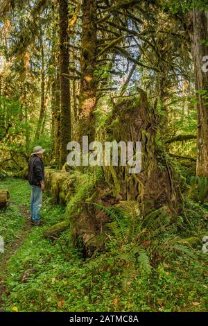 Randonneur dans un arbre tombé, racines couvertes de mousse dans la forêt tropicale, sur la piste de la rivière Sams, la vallée des Queets, le parc national olympique, État de Washington, États-Unis Banque D'Images