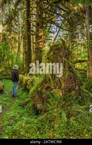 Randonneur dans un arbre tombé, racines couvertes de mousse dans la forêt tropicale, sur la piste de la rivière Sams, la vallée des Queets, le parc national olympique, État de Washington, États-Unis Banque D'Images