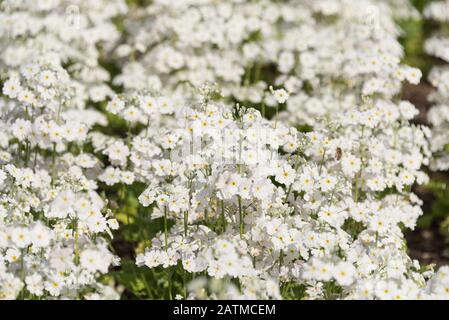 Fleurs nature fond de petites fleurs blanches sur le parterre fleuri dans le jardin. Fleurs fleuries lumineuses se rapprochés Banque D'Images