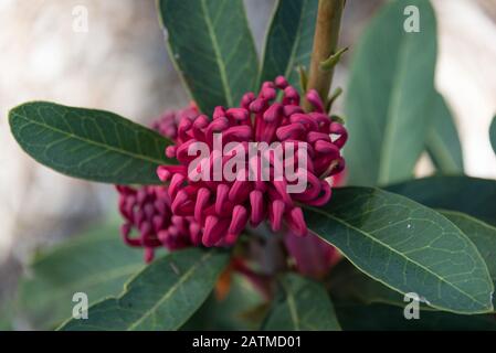 Gros plan de l'inflorescence de la fleur de waratah avec des fleurs fermées. Flore indigène australienne nature contexte Banque D'Images