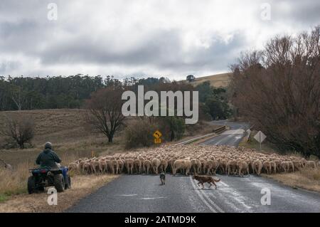 Agriculteur conduisant le troupeau de moutons avec deux chiens de berger qui travaillent à travers le pont sur la route de campagne. Déplacement de la scène agricole rurale de bétail Banque D'Images