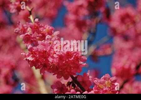 Gros plan - de jolies cerisiers roses fleuris contre un ciel bleu australien au printemps dans les jardins botaniques royaux de Sydney Banque D'Images