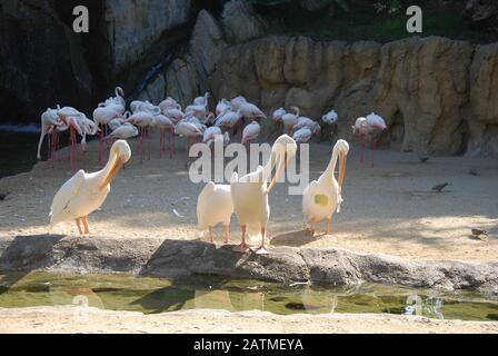 Zoo De Valence Espagne. Bioparc Valencia. Zoo de nouvelle génération avec philosophie d'immersion dans le zoo. Collection de faune africaine. Pélicans et Flamingos Banque D'Images