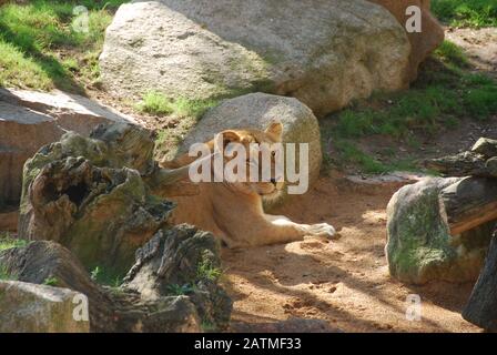 Zoo De Valence Espagne. Bioparc Valencia. Zoo de nouvelle génération avec philosophie d'immersion dans le zoo. Collection de faune africaine. Lion Banque D'Images