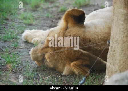 Zoo De Valence Espagne. Bioparc Valencia. Zoo de nouvelle génération avec philosophie d'immersion dans le zoo. Collection de faune africaine. Lion Banque D'Images