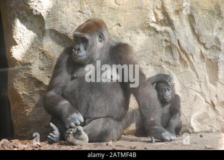 Zoo De Valence Espagne. Bioparc Valencia. Zoo de nouvelle génération avec philosophie d'immersion dans le zoo. Collection de faune africaine. Gorille adulte et jeune Banque D'Images