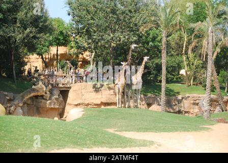 Zoo De Valence Espagne. Bioparc Valencia. Zoo de nouvelle génération avec philosophie d'immersion dans le zoo. Collection de faune africaine. Banque D'Images