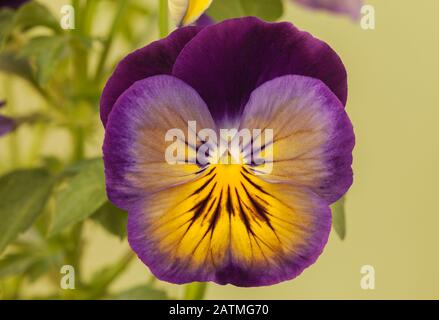 Pansy « lueur nocturne » Banque D'Images