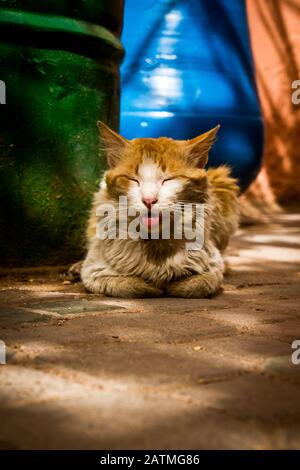 Un chat avec sa langue dehors à Marrakech, Maroc Banque D'Images