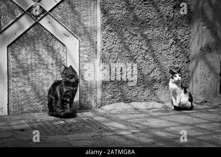 Deux chats dans la rue à Marrakech, Maroc Banque D'Images