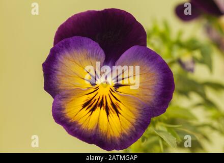 Pansy « lueur nocturne » Banque D'Images