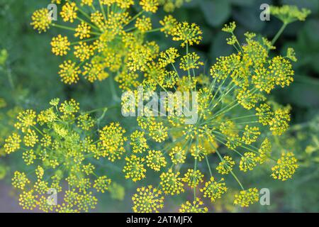 Arrière-plan de plantes de jardin, parasols en fleurs closeup. Fleurs parfumées Anéthum graveolens vue de dessus. Banque D'Images