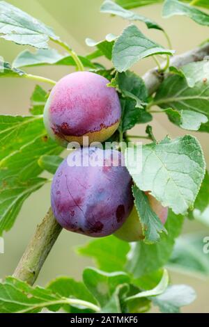 Fruit mûr de Plum 'Heron', Prunus domestica 'Heron' qui pousse sur un arbre à la fin de l'été Banque D'Images