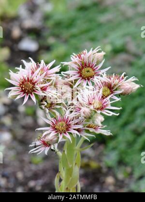 Maison commune leek Serpervivum tectorum fleurs roses Banque D'Images