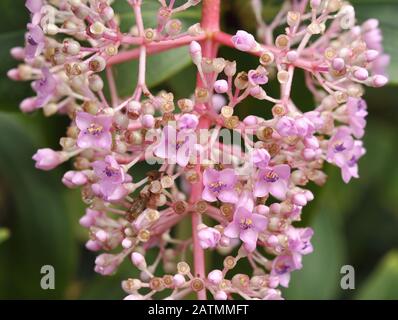 Les fleurs cireuses roses d'une plante de Medinilla maxica Banque D'Images