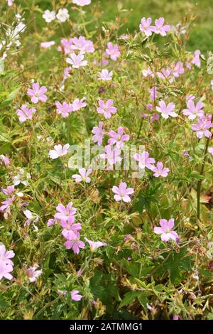 Grand groupe de Geranium oxonianum rose floraison dans un jardin Banque D'Images