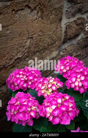 Fleurs dans la rue, hydrageas, Ashby St Ledgers, Northamptonshire, Angleterre Banque D'Images