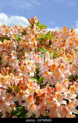 Rhododendron de couleur orange fleuri dans un jardin Banque D'Images