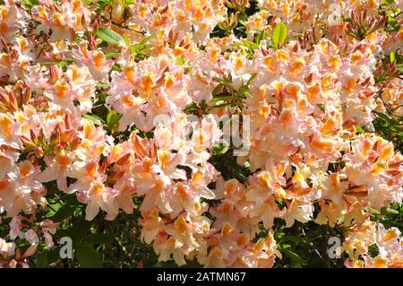 Rhododendron de couleur orange fleuri dans un jardin Banque D'Images