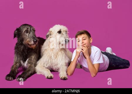 Sourire joyeux onze ans adolescent dans un t-shirt blanc et un Jean avec des Wolfhounds irlandais gris et blanc sur fond de couleur fuchsia en studio photo Banque D'Images