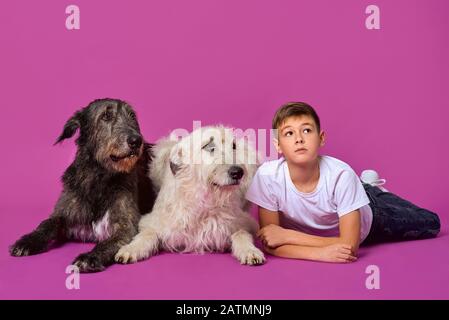 Sourire joyeux onze ans adolescent dans un t-shirt blanc et un Jean avec des Wolfhounds irlandais gris et blanc sur fond de couleur fuchsia en studio photo Banque D'Images