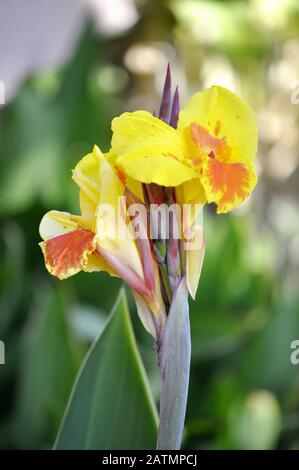 Gros plan sur le rouge et le jaune Canna lily Banque D'Images