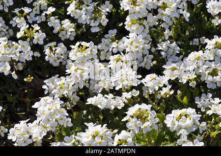 Alpine floraison-rock cress Arabis alpina Banque D'Images