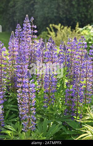 Jardin bleu lupin Lupinus polyphyllus Banque D'Images