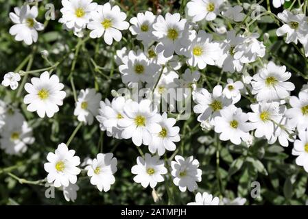 Groupe de la plante boréale à fleurs Cerastium biebersteinii Banque D'Images