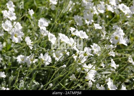 Groupe de la plante boréale à fleurs Cerastium biebersteinii Banque D'Images