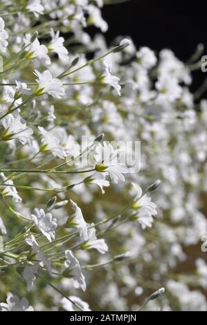 Groupe de la plante boréale à fleurs Cerastium biebersteinii Banque D'Images