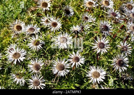 Gros plan sur chardon argenté Carlina acaulis Banque D'Images