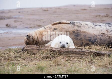 Donna Nook, Lincolnshire, Royaume-Uni – 15 novembre : une jolie pupe de phoque gris pour nouveau-né, douce, se trouve à côté de la mère, reposant sur les vasières le 15 novembre 2016 à Donna Nook Banque D'Images